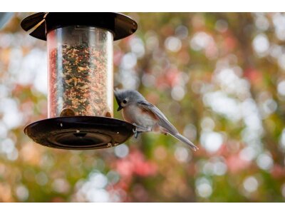 Karmniki dla ptaków