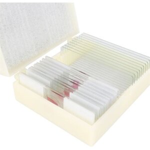 Cone Preparate Set Cell Reproduction Development 10 szt.