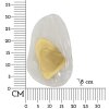 Mauro Ferretti Kinkiet Ozean Gold E14 21x8x31 cm złoty biały