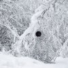 Buteo Photo Gear 3D-Liście Siatka Maskująca Camo Śnieg 1,5x3m