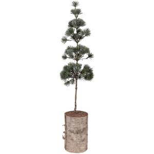 Clayre & Eef 50841 Dekoration Baum 14x14x60 cm...