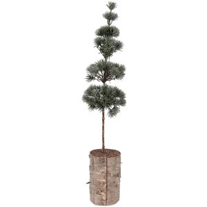 Clayre & Eef 50841 Dekoration Baum 14x14x60 cm...