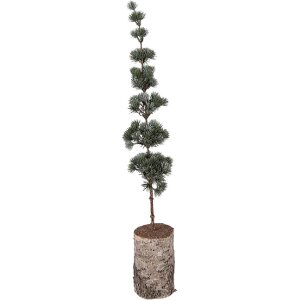 Clayre & Eef 50842 Dekoration Baum 15x12x80 cm...