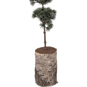 Clayre & Eef 50842 Dekoration Baum 15x12x80 cm grün braun