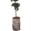 Clayre & Eef 50842 Dekoration Baum 15x12x80 cm grün braun
