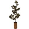 Clayre & Eef 50843 Dekoration Baum mit LED 20x17x60 cm Grün Braun
