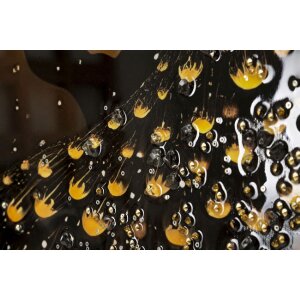 Obraz na ścianę „Pfaun” od Mauro Ferretti – dekoracja ścienna z ramą 70x100 cm